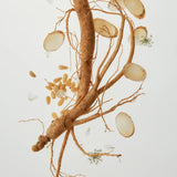 Beauty of Joseon Revive Eye Serum: Ginseng + Retinal 30ml